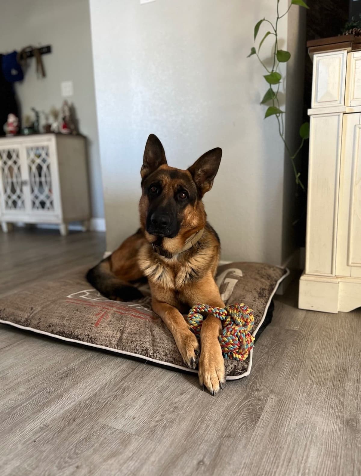 Black and Red German Shepherd Dog Puppies breeder image 6