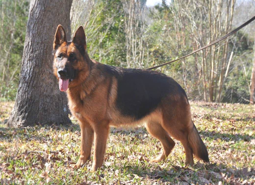 Black and Red German Shepherd Dog Puppies breeder image 7