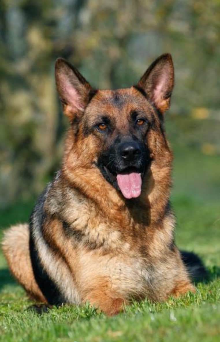 Black and Red German Shepherd Dog Puppies breeder image 9