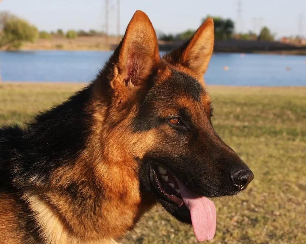 Black and Red German Shepherd Dog Puppies breeder image 10