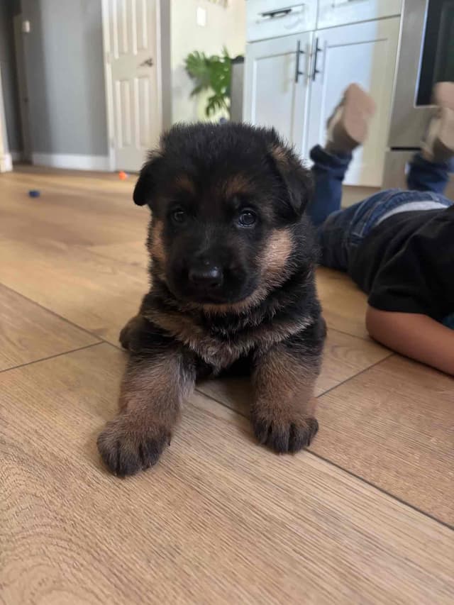 Black and Red German Shepherd Dog Puppies media 2