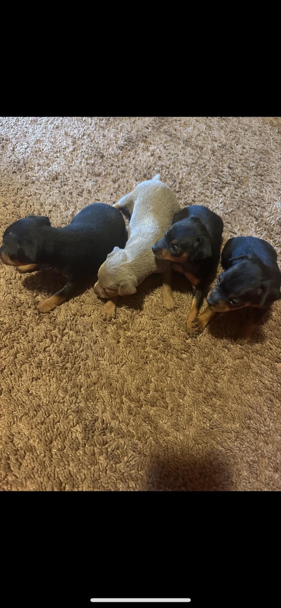 Miniature Pinscher Puppies breeder image 1