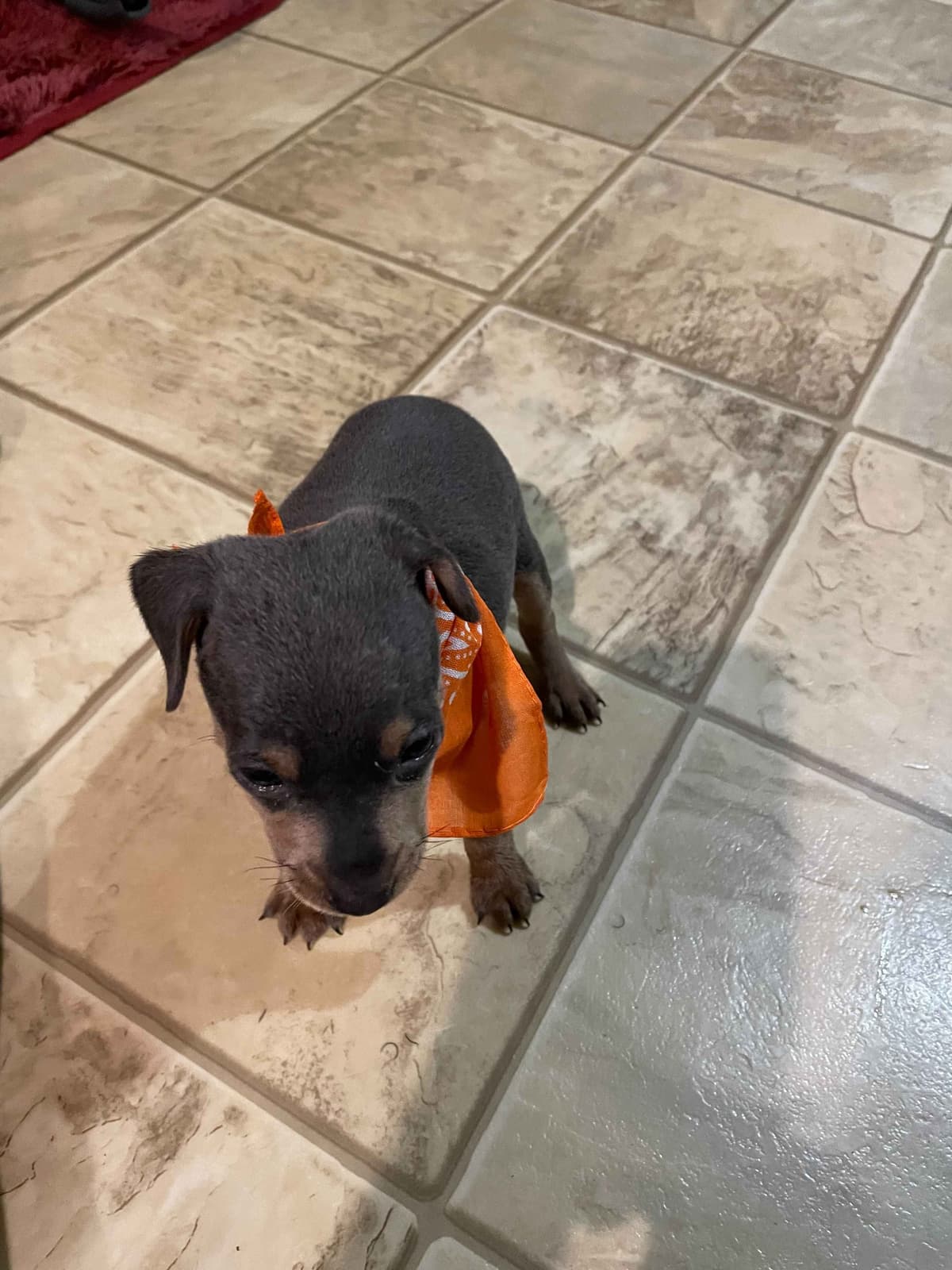 Miniature Pinscher Puppies breeder image 3
