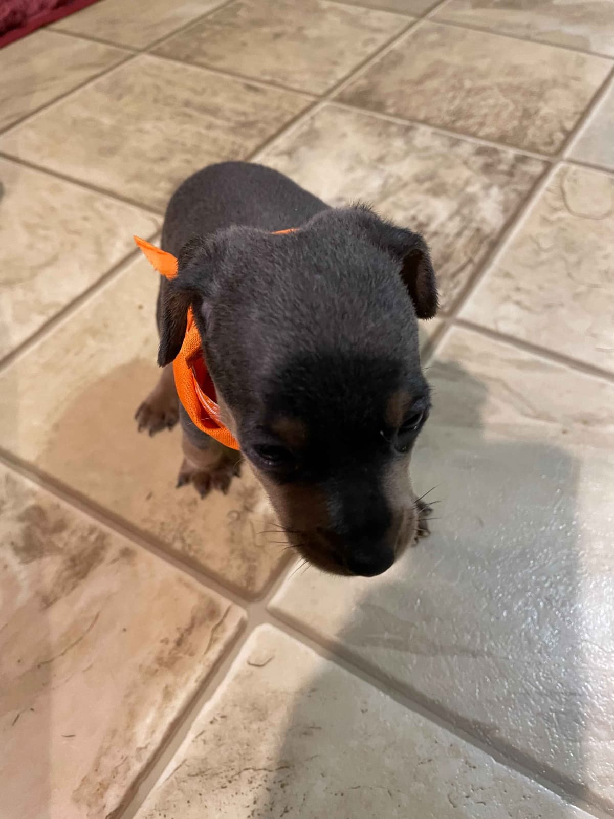 Miniature Pinscher Puppies breeder image 4