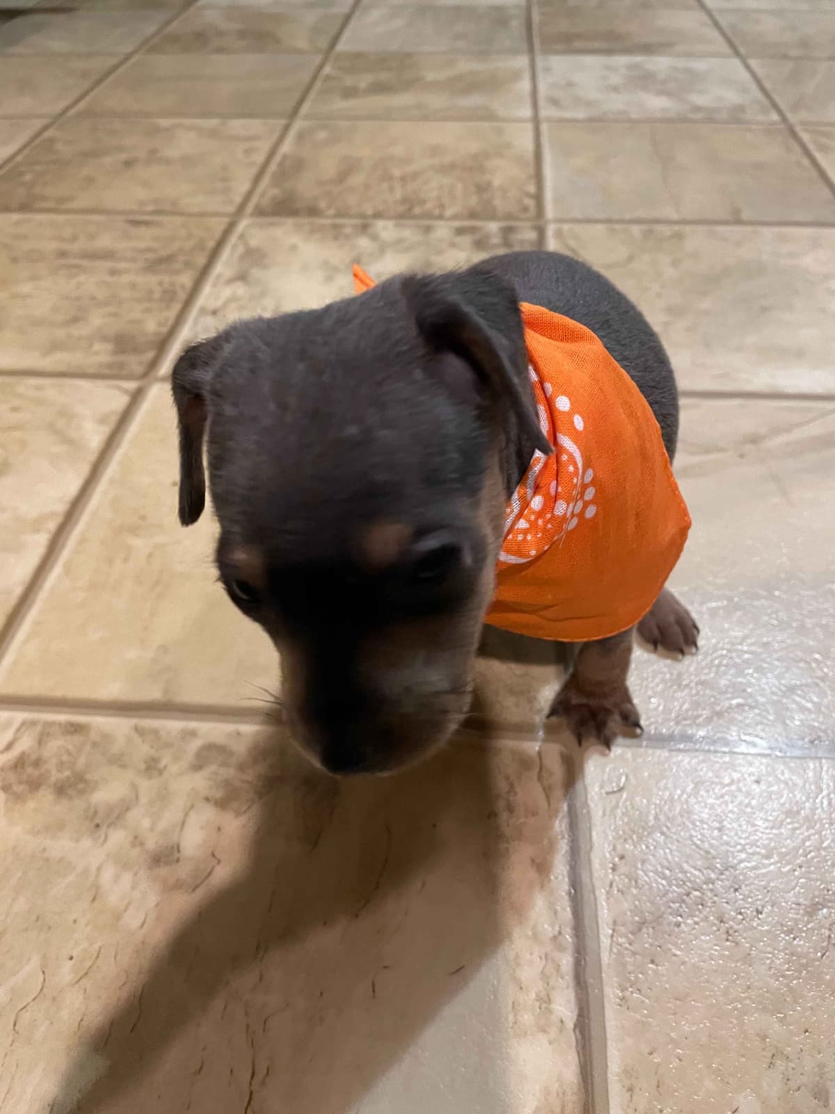 Miniature Pinscher Puppies breeder image 5