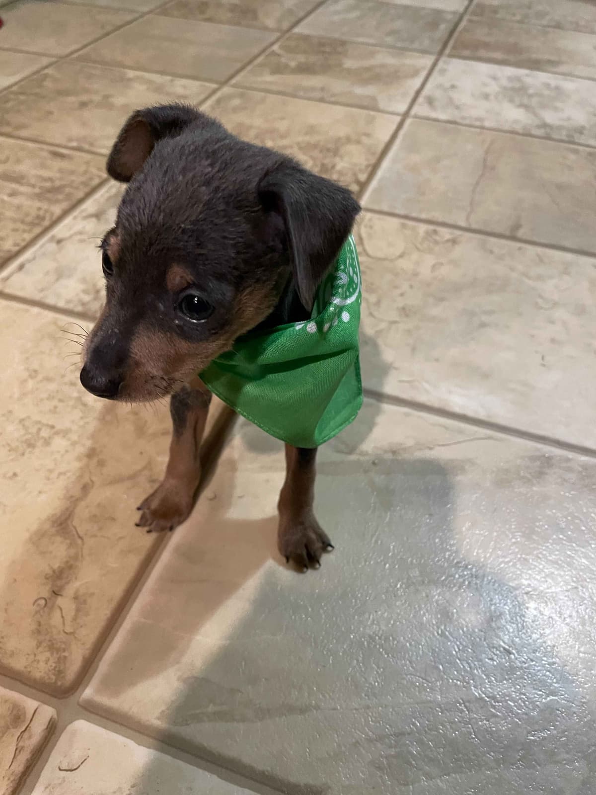 Miniature Pinscher Puppies breeder image 6