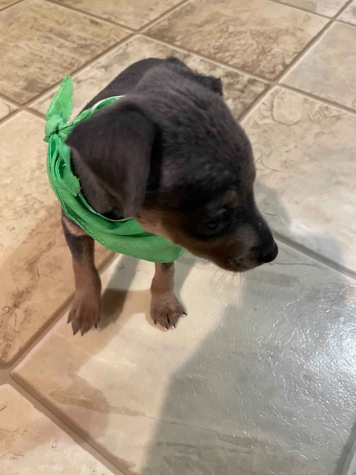 Miniature Pinscher Puppies breeder image 7