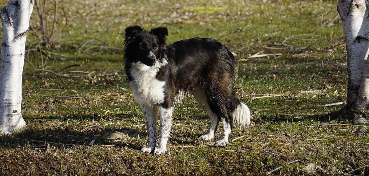 Liza Jean & Beau Max's litter breeder image 1