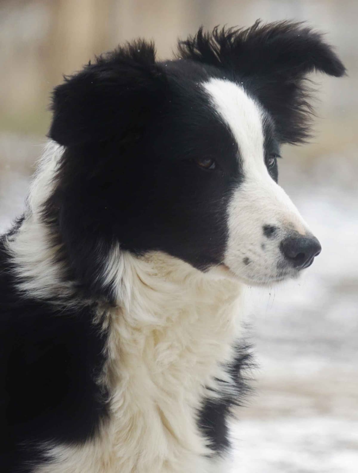 Liza Jean & Beau Max's litter breeder image 4