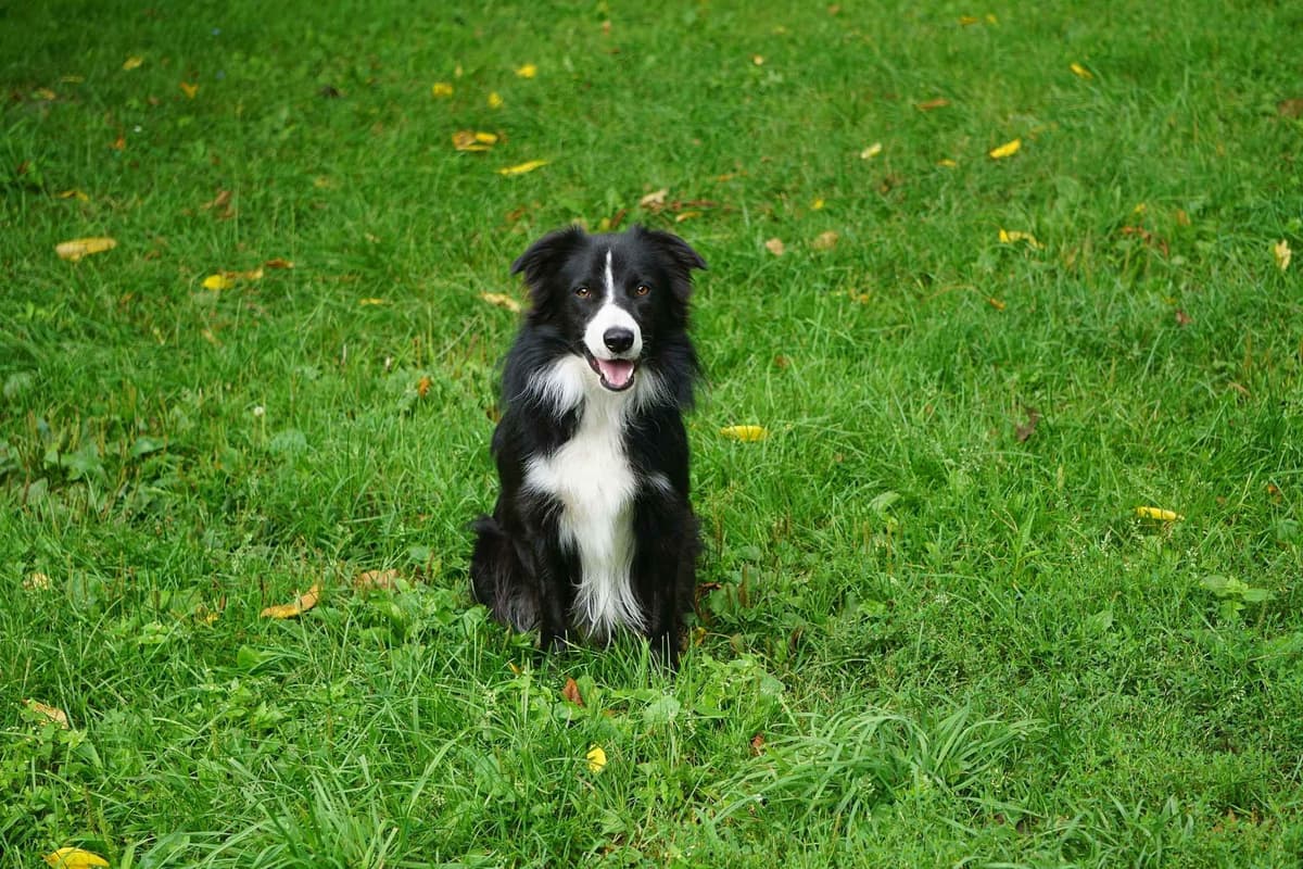 Liza Jean & Beau Max's litter breeder image 5