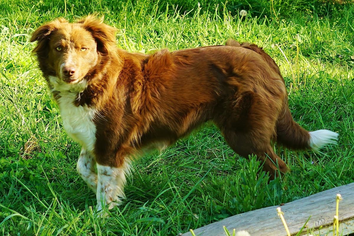 Liza Jean & Beau Max's litter breeder image 6