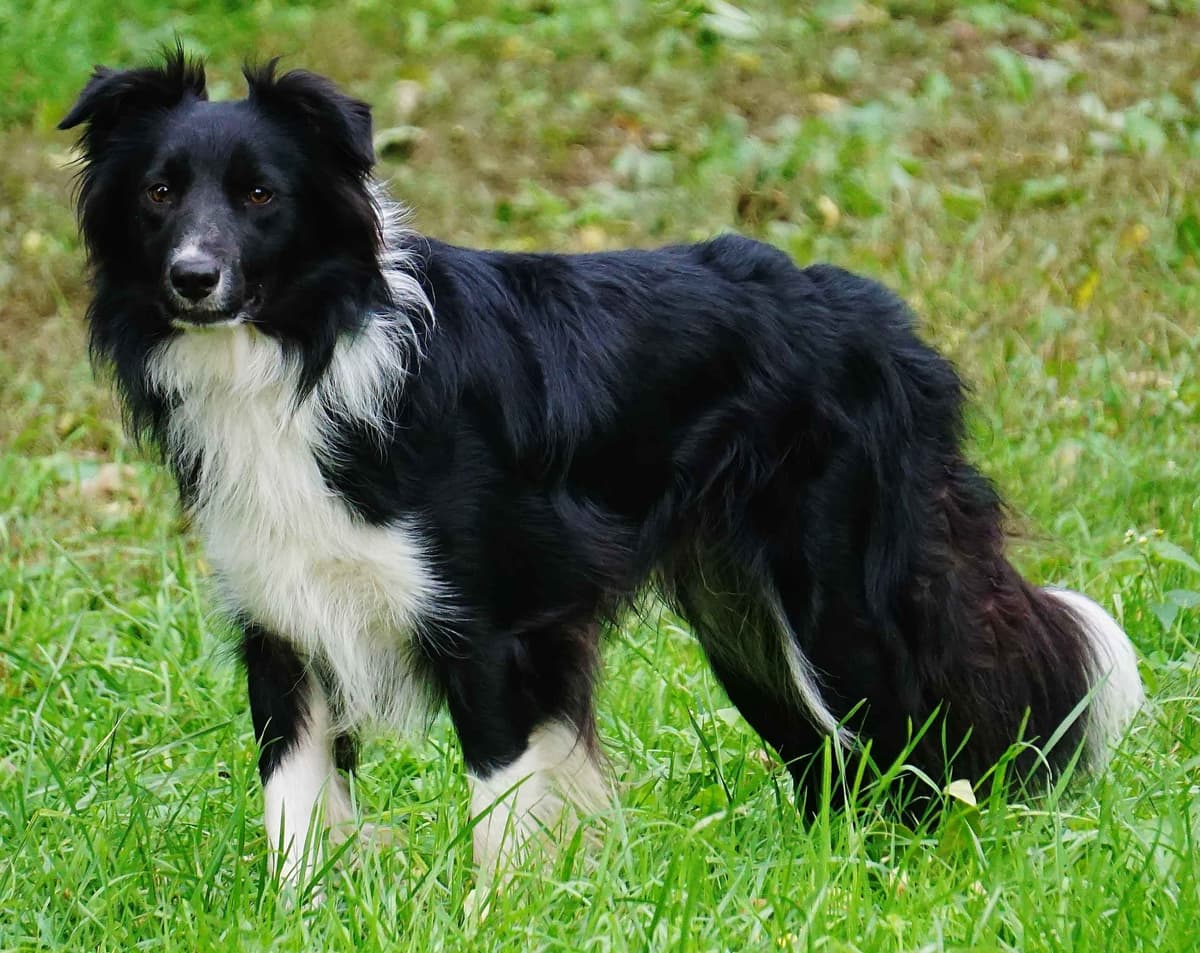 Liza Jean & Beau Max's litter breeder image 7