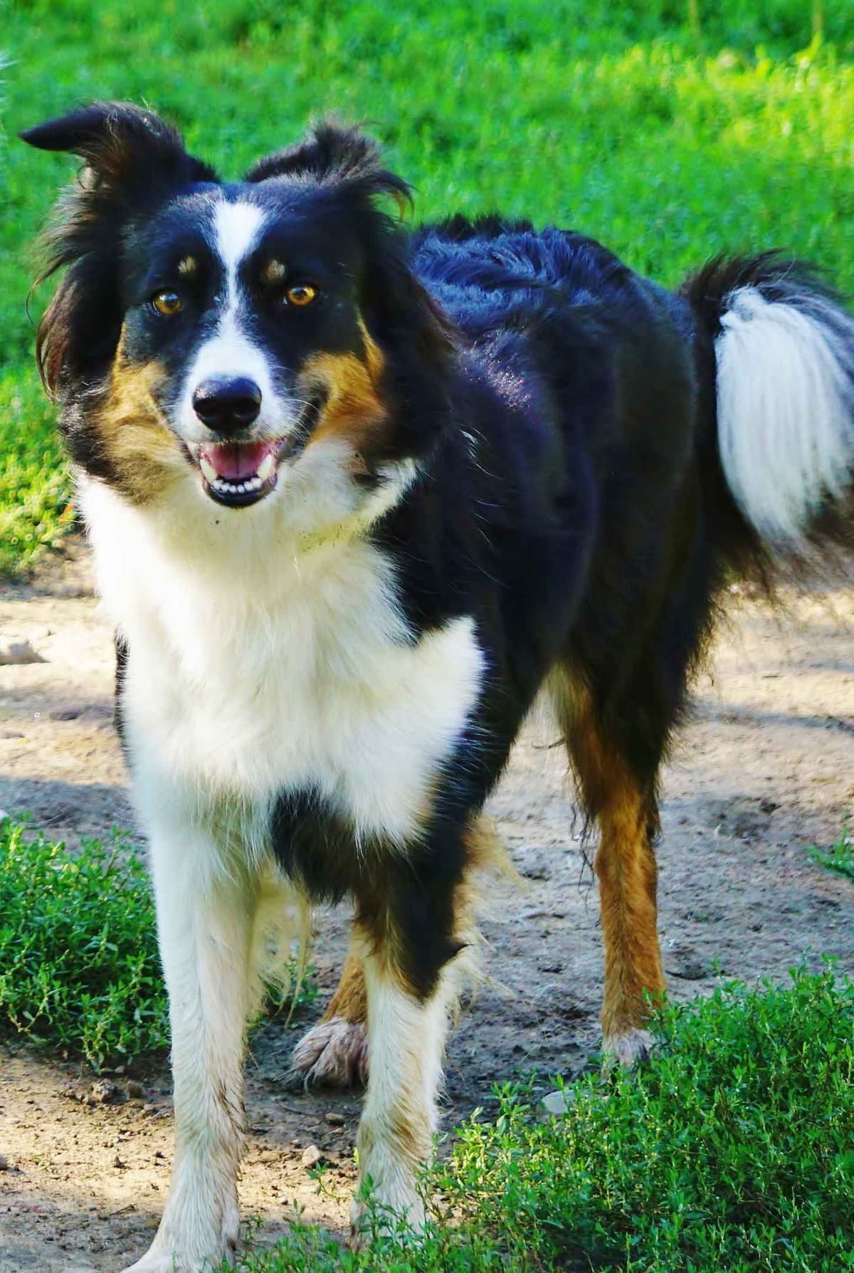 Liza Jean & Beau Max's litter breeder image 14