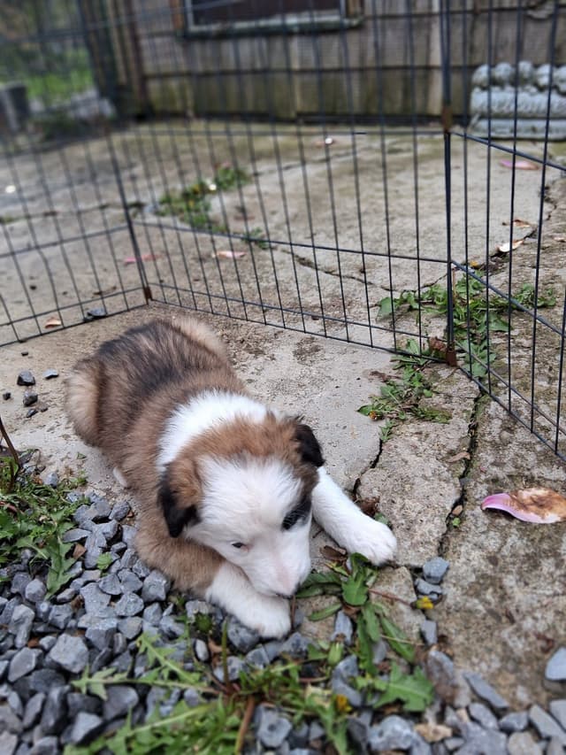 Liza Jean & Beau Max's litter media 3