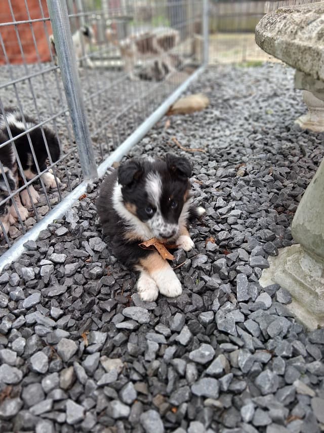 Liza Jean & Beau Max's litter media 4
