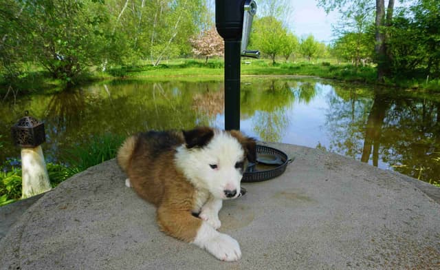 Liza Jean & Beau Max's litter media 6