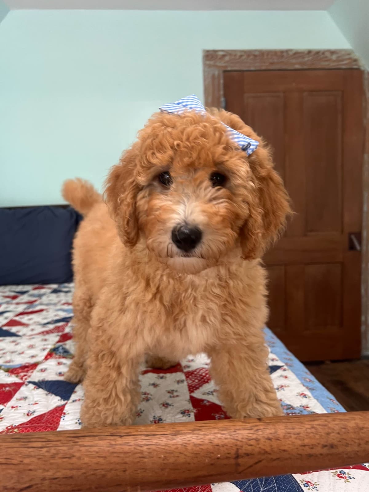 Moyen Size Poodle Puppies- service, working or hunting potential breeder image 2
