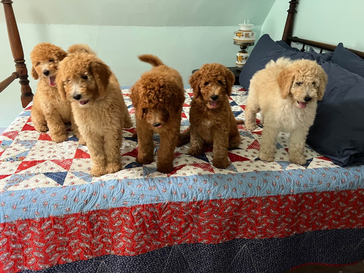 Moyen Size Poodle Puppies- service, working or hunting potential breeder image 3