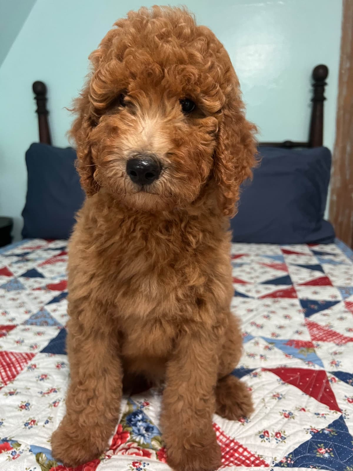 Moyen Size Poodle Puppies- service, working or hunting potential breeder image 4