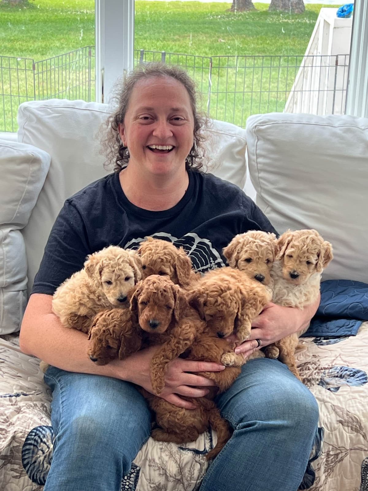 Moyen Size Poodle Puppies- service, working or hunting potential breeder image 5