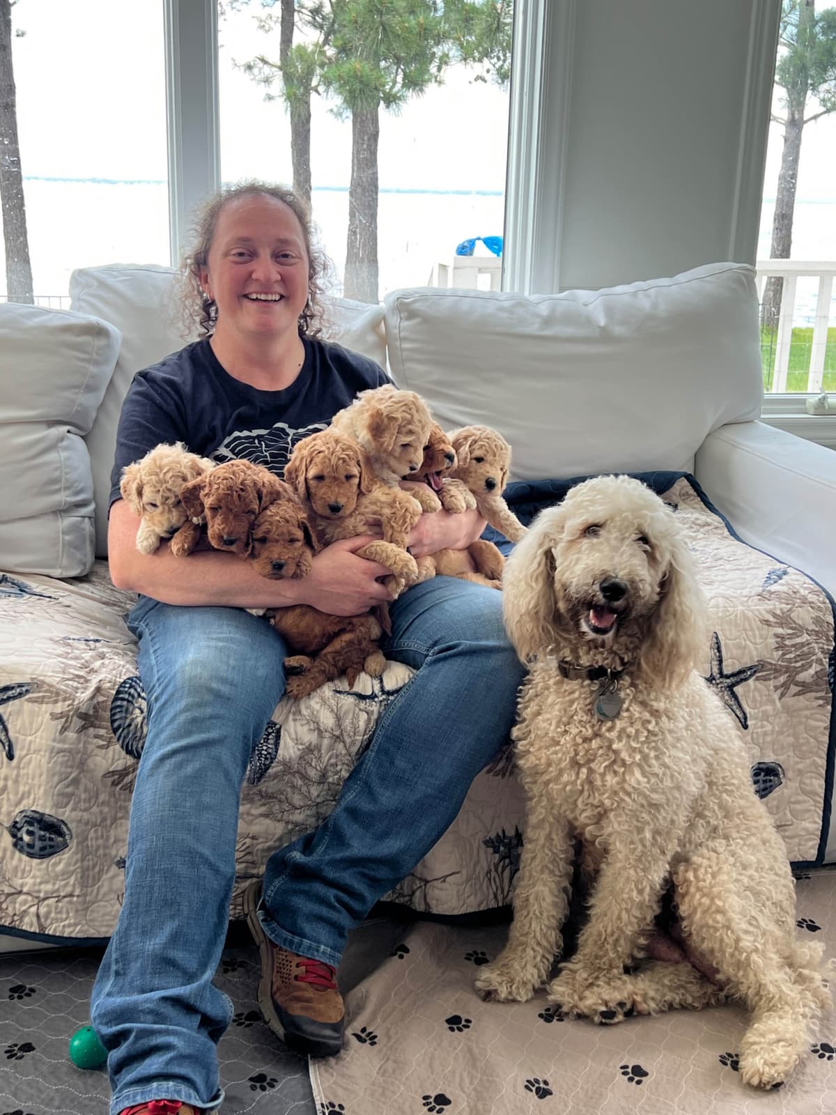 Moyen Size Poodle Puppies- service, working or hunting potential breeder image 7