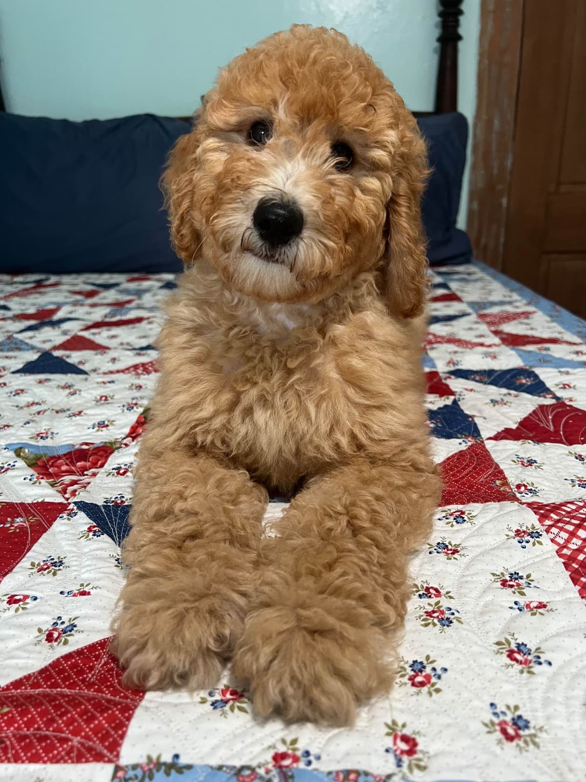 Moyen Size Poodle Puppies- service, working or hunting potential breeder image 6