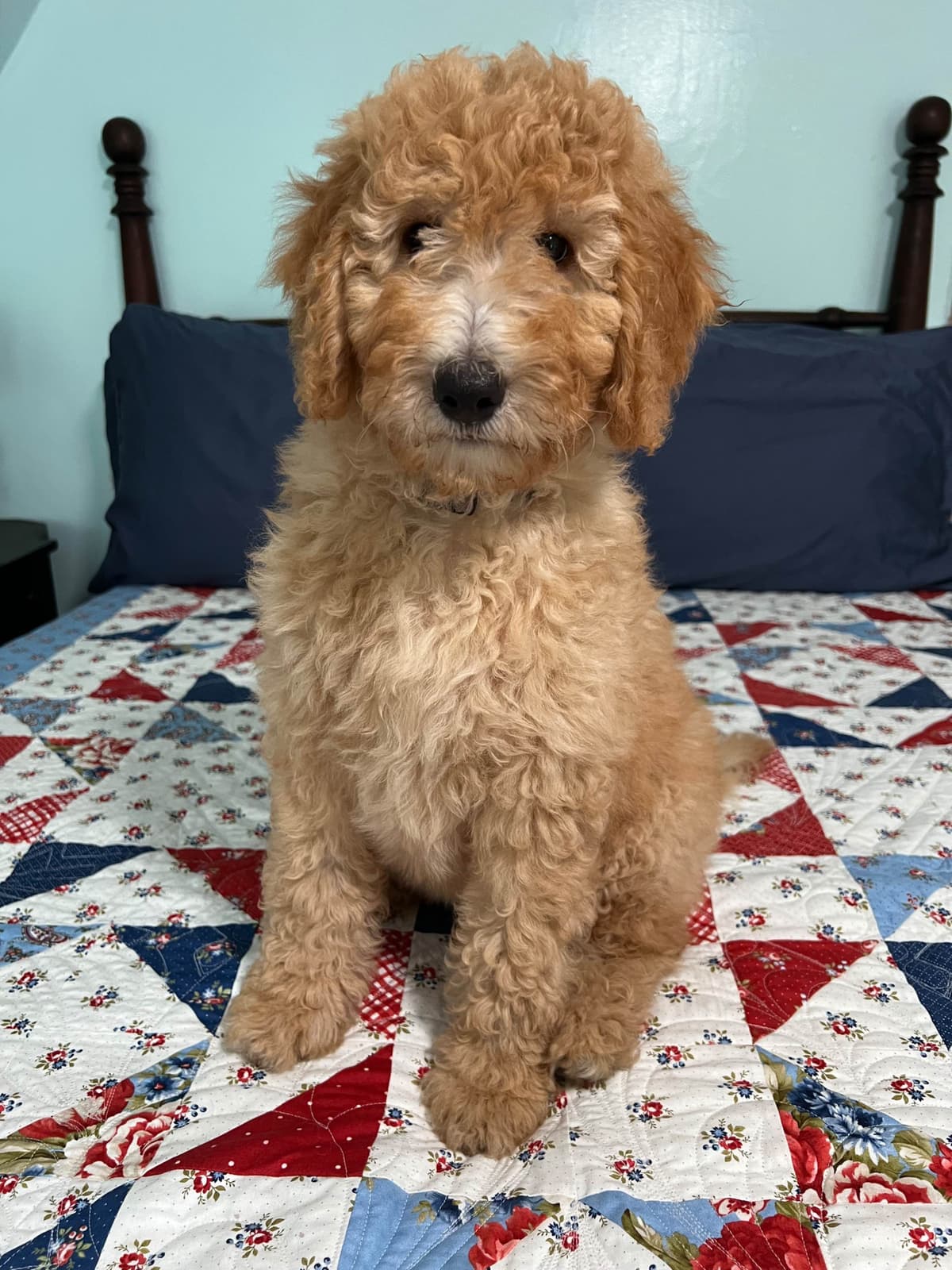 Moyen Size Poodle Puppies- service, working or hunting potential breeder image 11