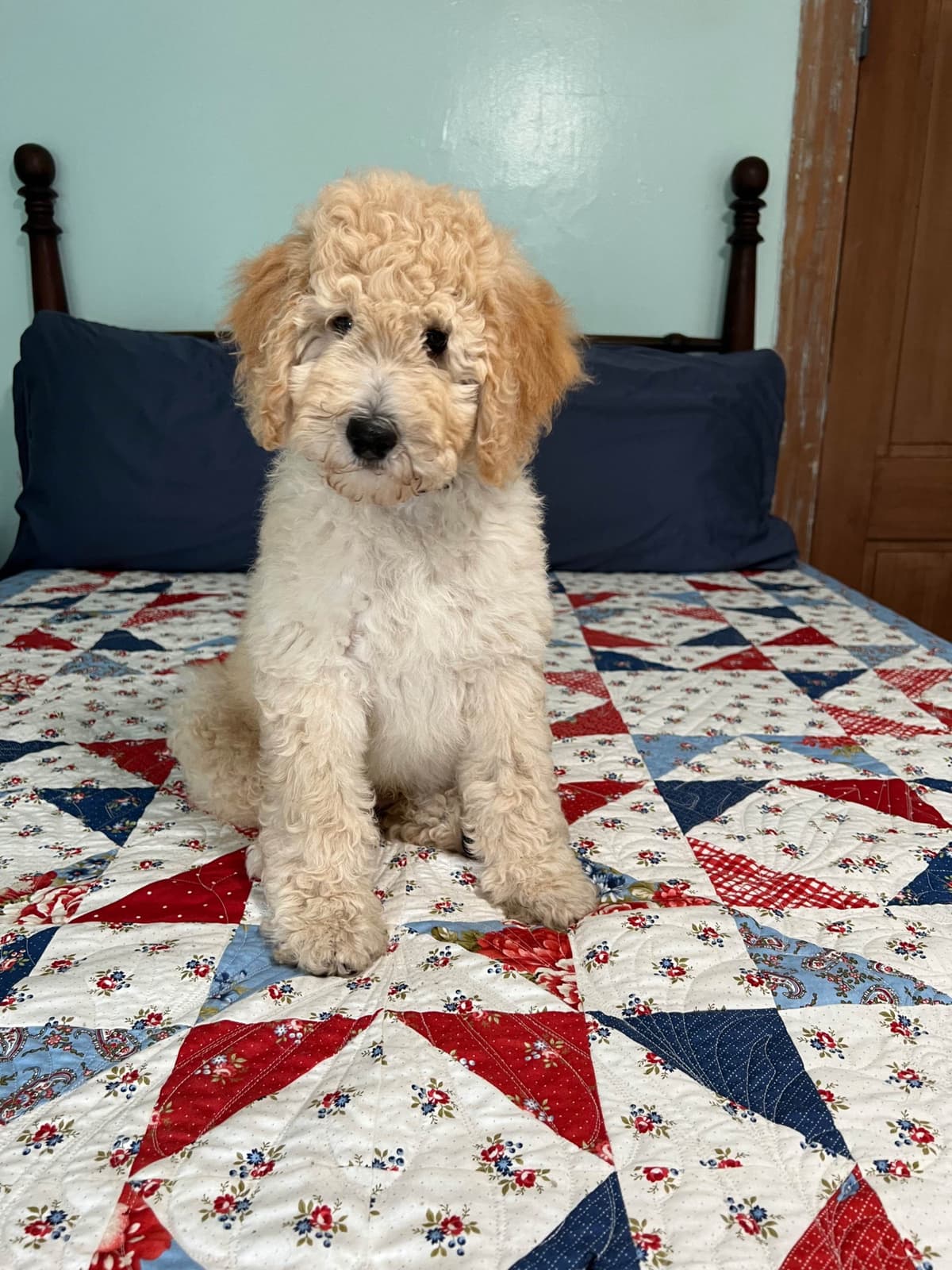 Moyen Size Poodle Puppies- service, working or hunting potential breeder image 8