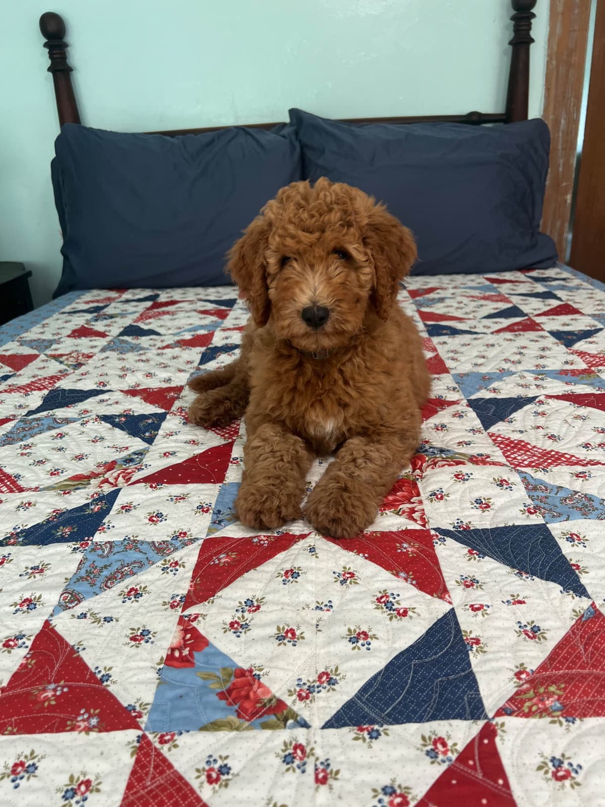 Moyen Size Poodle Puppies- service, working or hunting potential breeder image 10