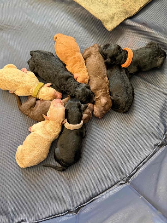 Moyen Size Poodle Puppies- service, working or hunting potential media 2