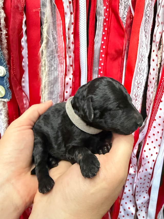 Moyen Size Poodle Puppies- service, working or hunting potential media 3