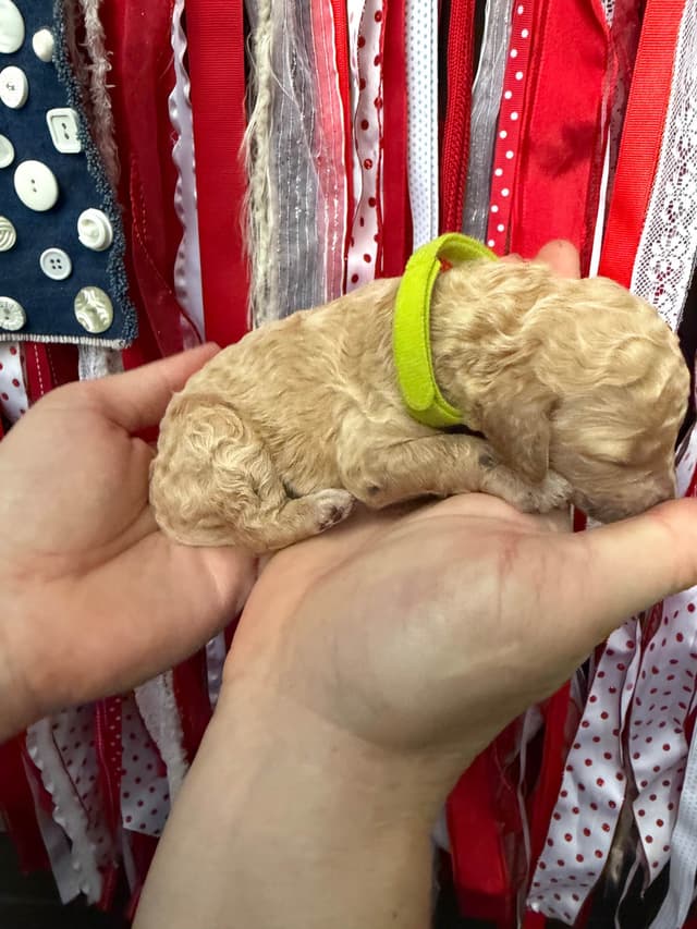 Moyen Size Poodle Puppies- service, working or hunting potential media 4