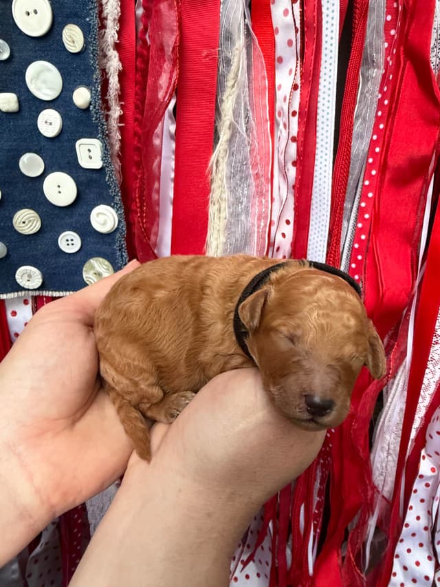 Moyen Size Poodle Puppies- service, working or hunting potential media 5