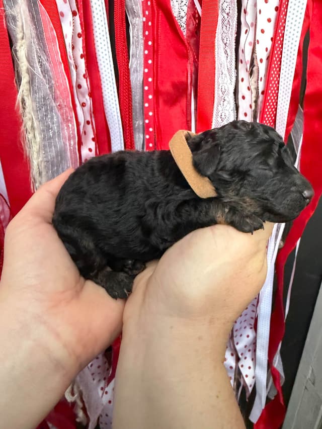 Moyen Size Poodle Puppies- service, working or hunting potential media 10