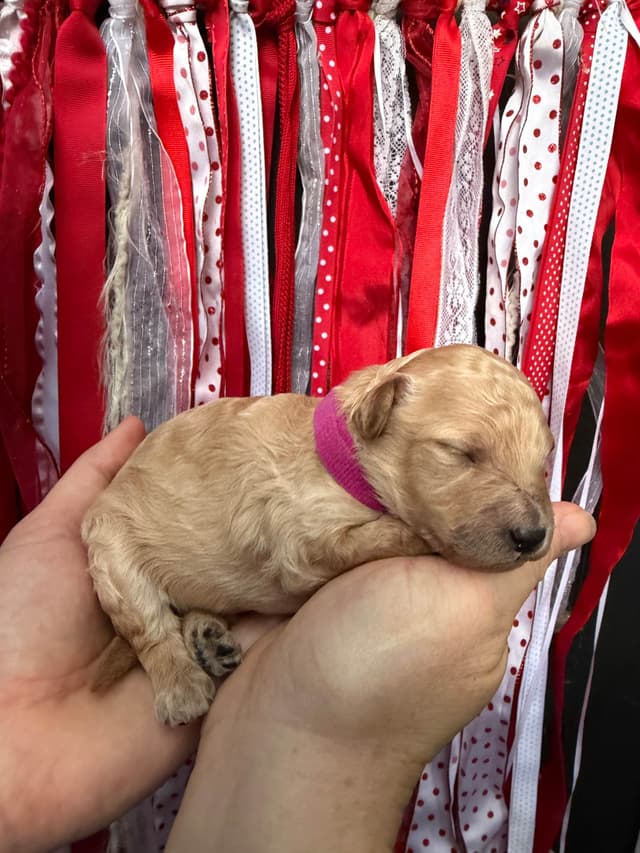 Moyen Size Poodle Puppies- service, working or hunting potential media 9