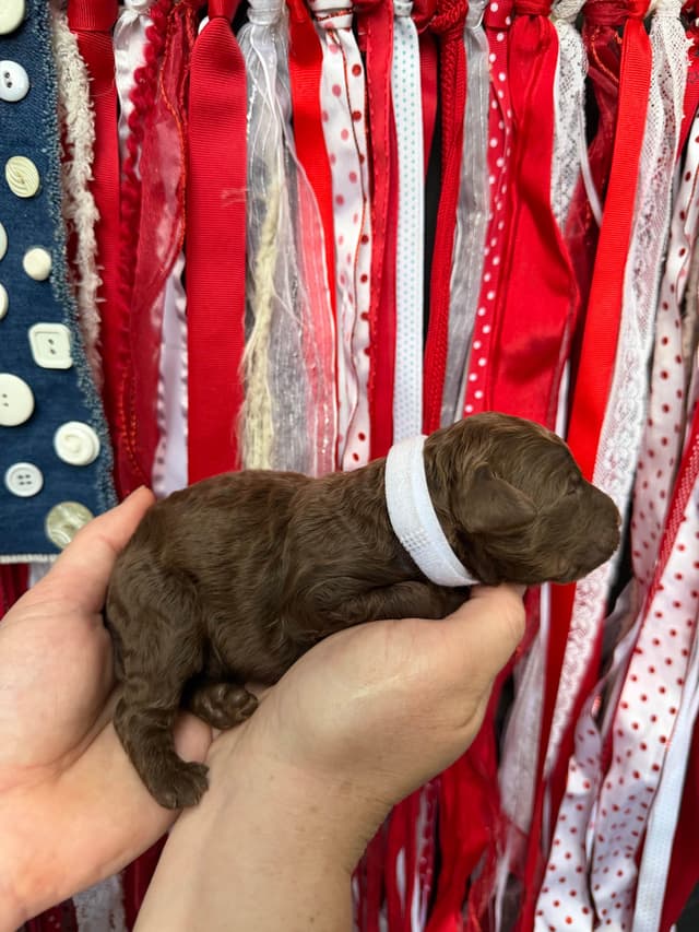 Moyen Size Poodle Puppies- service, working or hunting potential media 8