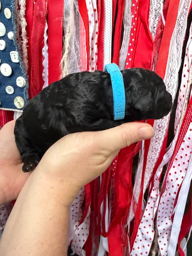 Moyen Size Poodle Puppies- service, working or hunting potential media 7