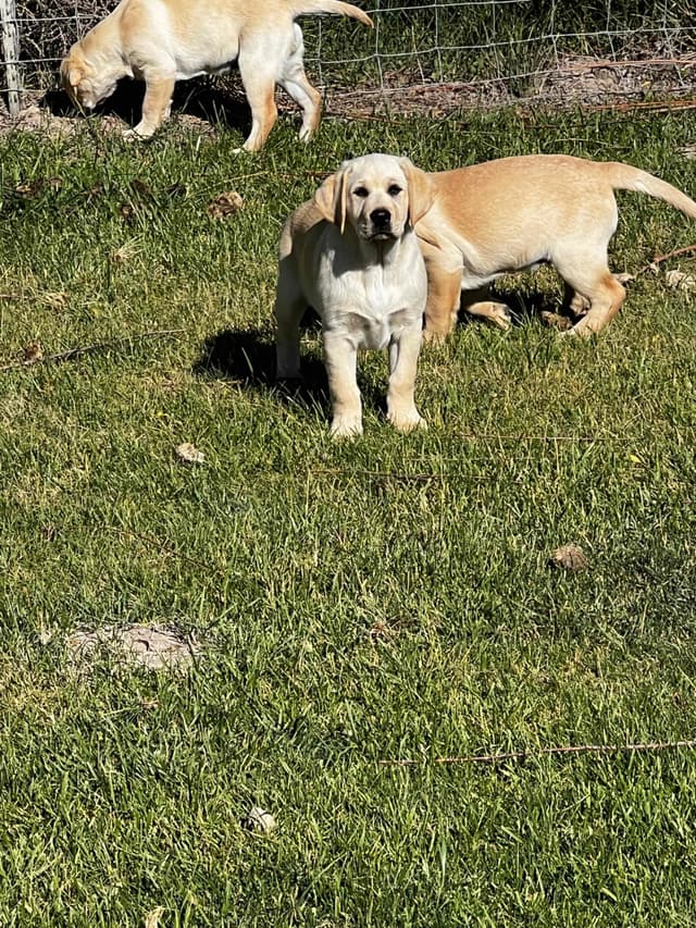 Labrador Retriever Puppies media 2