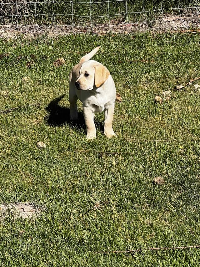 Labrador Retriever Puppies media 3