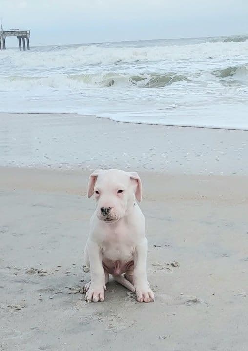 Dogo Argentino Puppies-Top Bloodlines, call 386-753-8889 breeder image 1