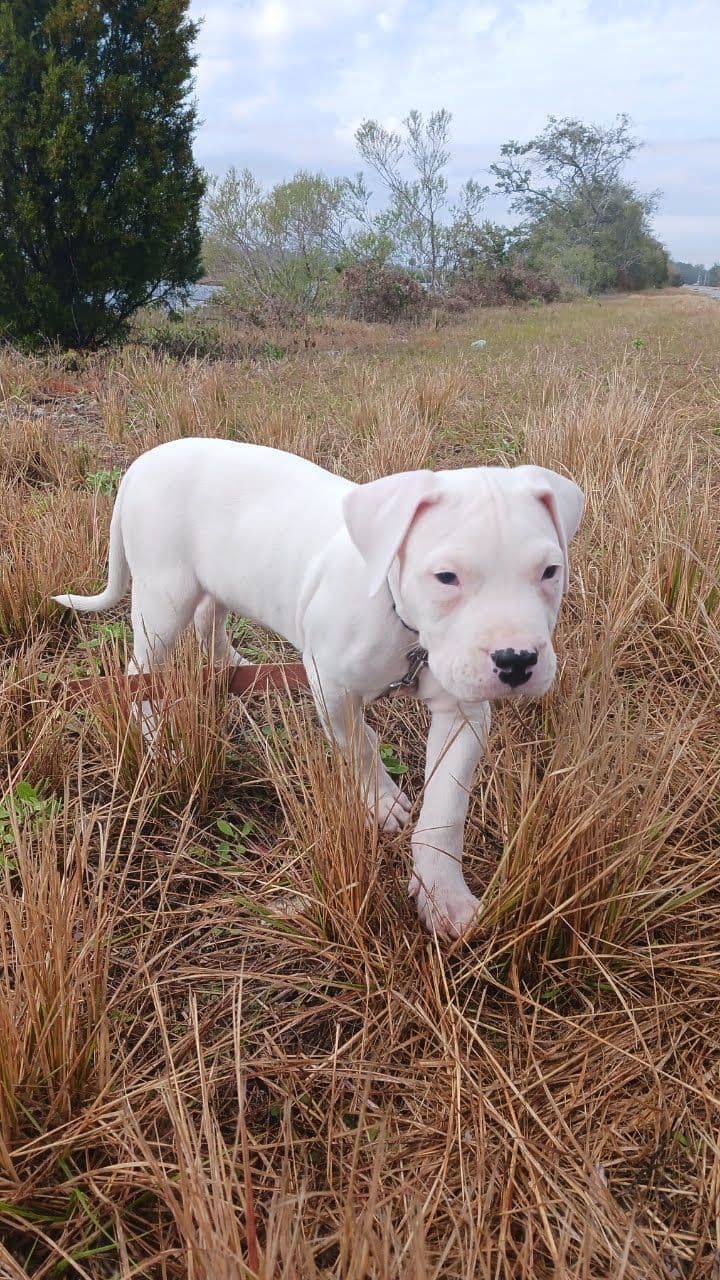 Dogo Argentino Puppies-Top Bloodlines, call 386-753-8889 breeder image 3