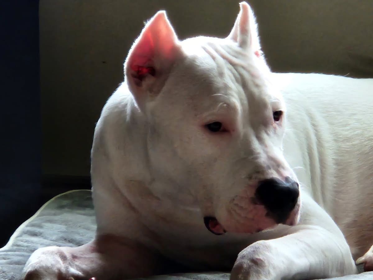 Dogo Argentino Puppies-Top Bloodlines, call 386-753-8889 breeder image 4