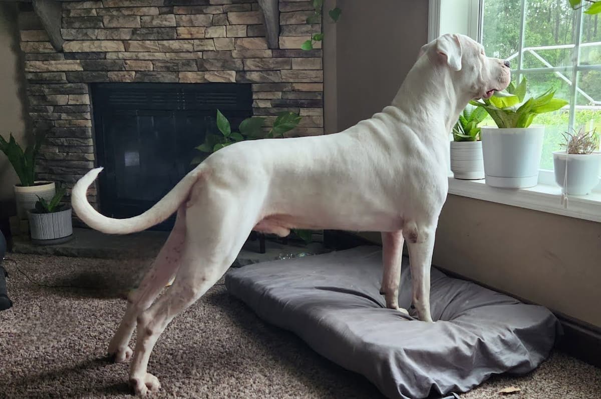 Dogo Argentino Puppies-Top Bloodlines, call 386-753-8889 breeder image 5