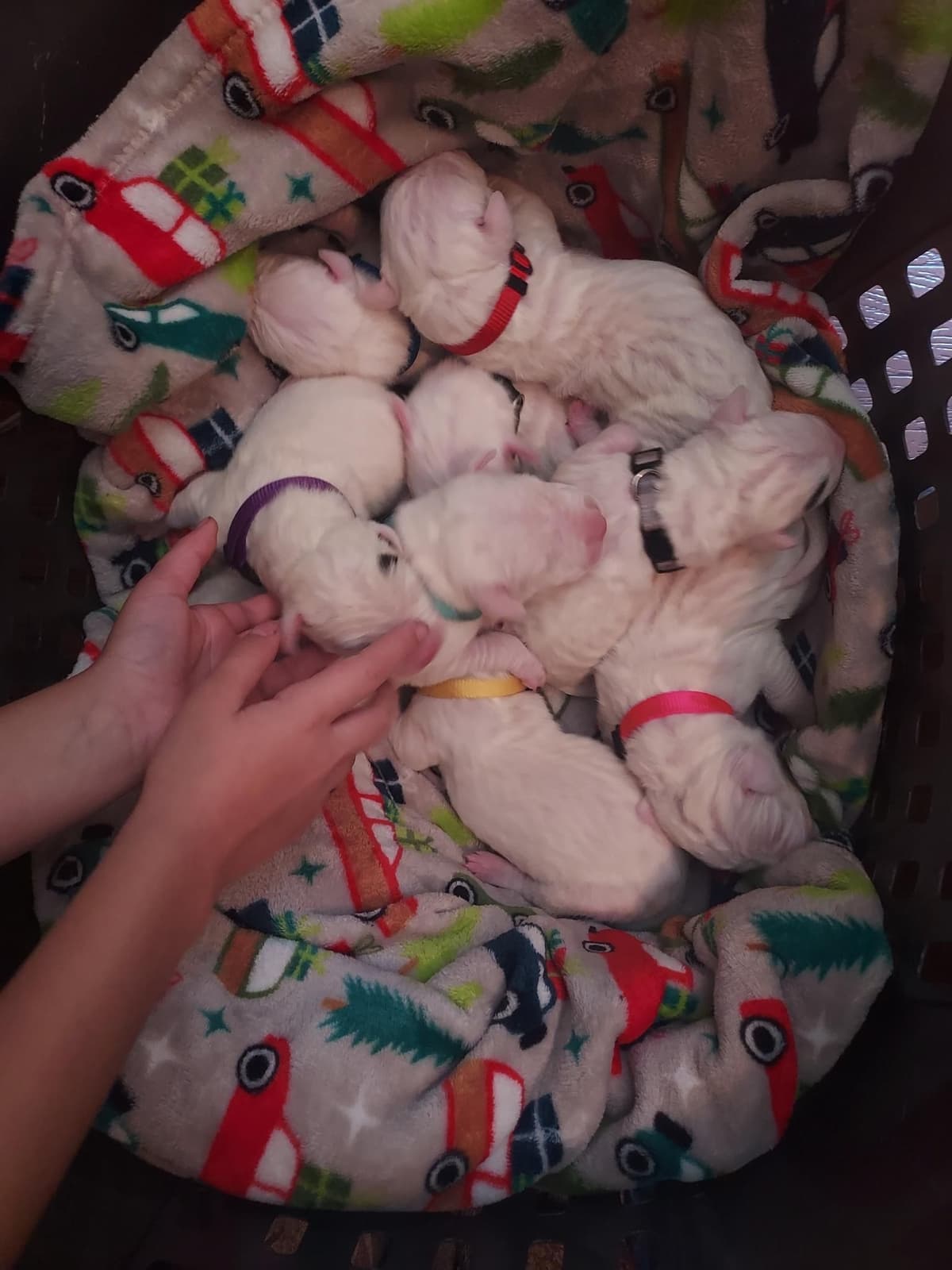 Dogo Argentino Puppies-Top Bloodlines, call 386-753-8889 breeder image 6