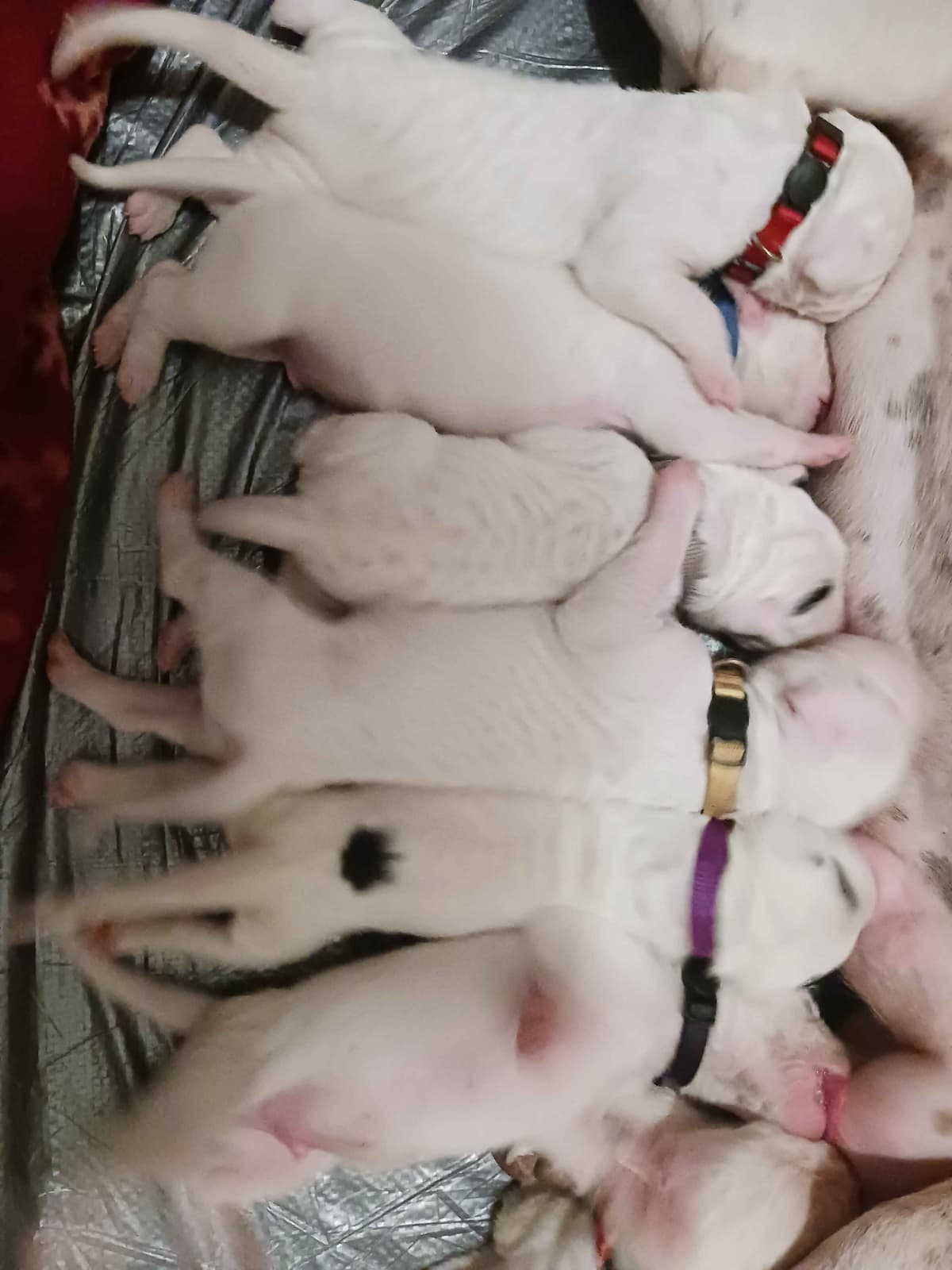 Dogo Argentino Puppies-Top Bloodlines, call 386-753-8889 breeder image 7