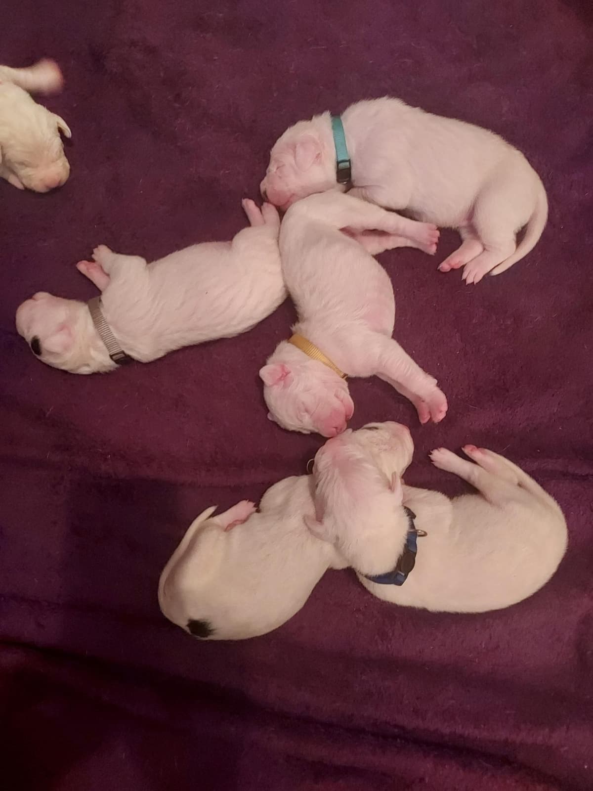Dogo Argentino Puppies-Top Bloodlines, call 386-753-8889 breeder image 9