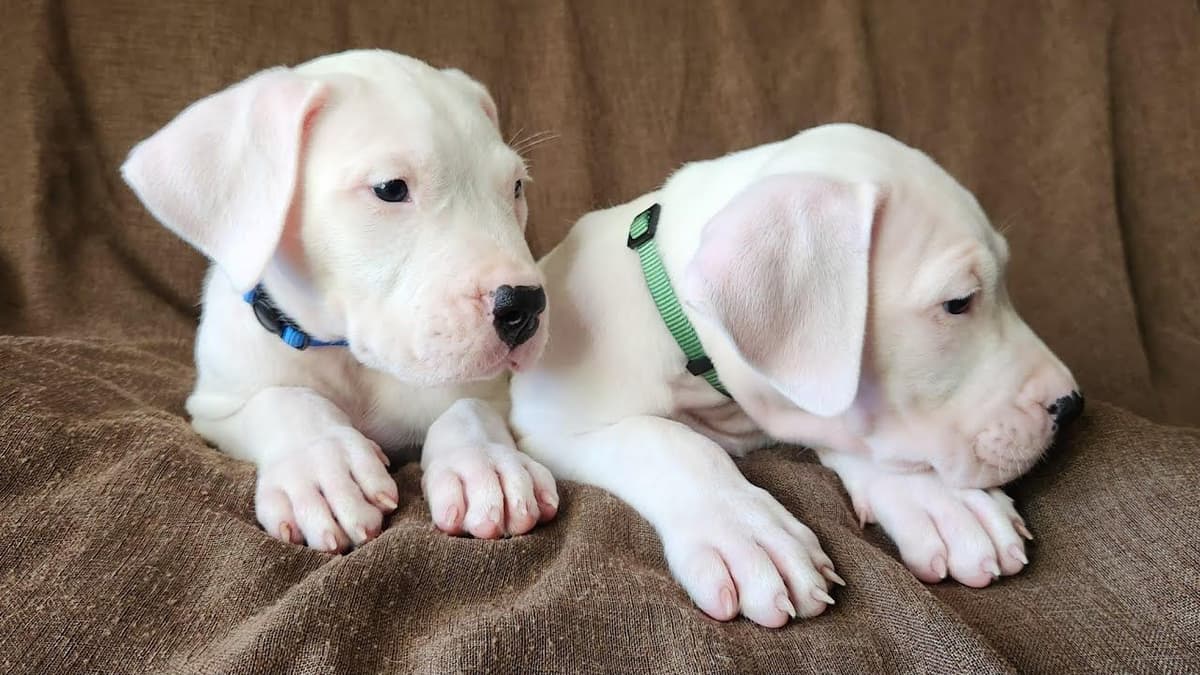 Dogo Argentino Puppies-Top Bloodlines, call 386-753-8889 breeder image 10