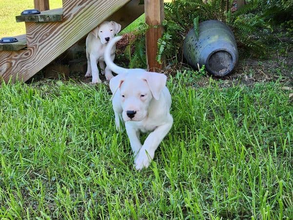 Dogo Argentino Puppies-Top Bloodlines, call 386-753-8889 breeder image 11