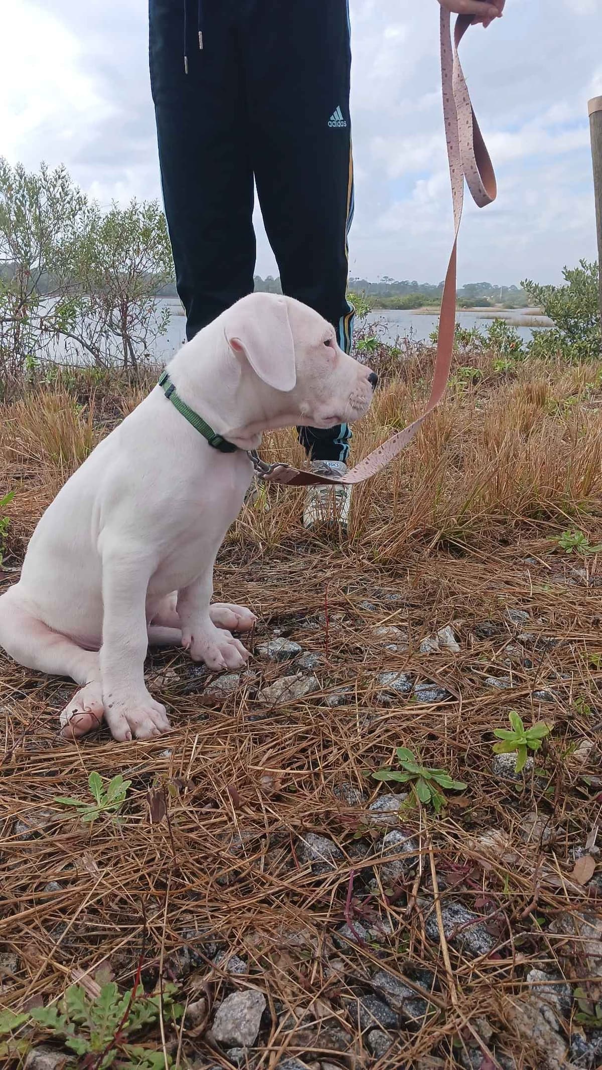 Dogo Argentino Puppies-Top Bloodlines, call 386-753-8889 breeder image 12