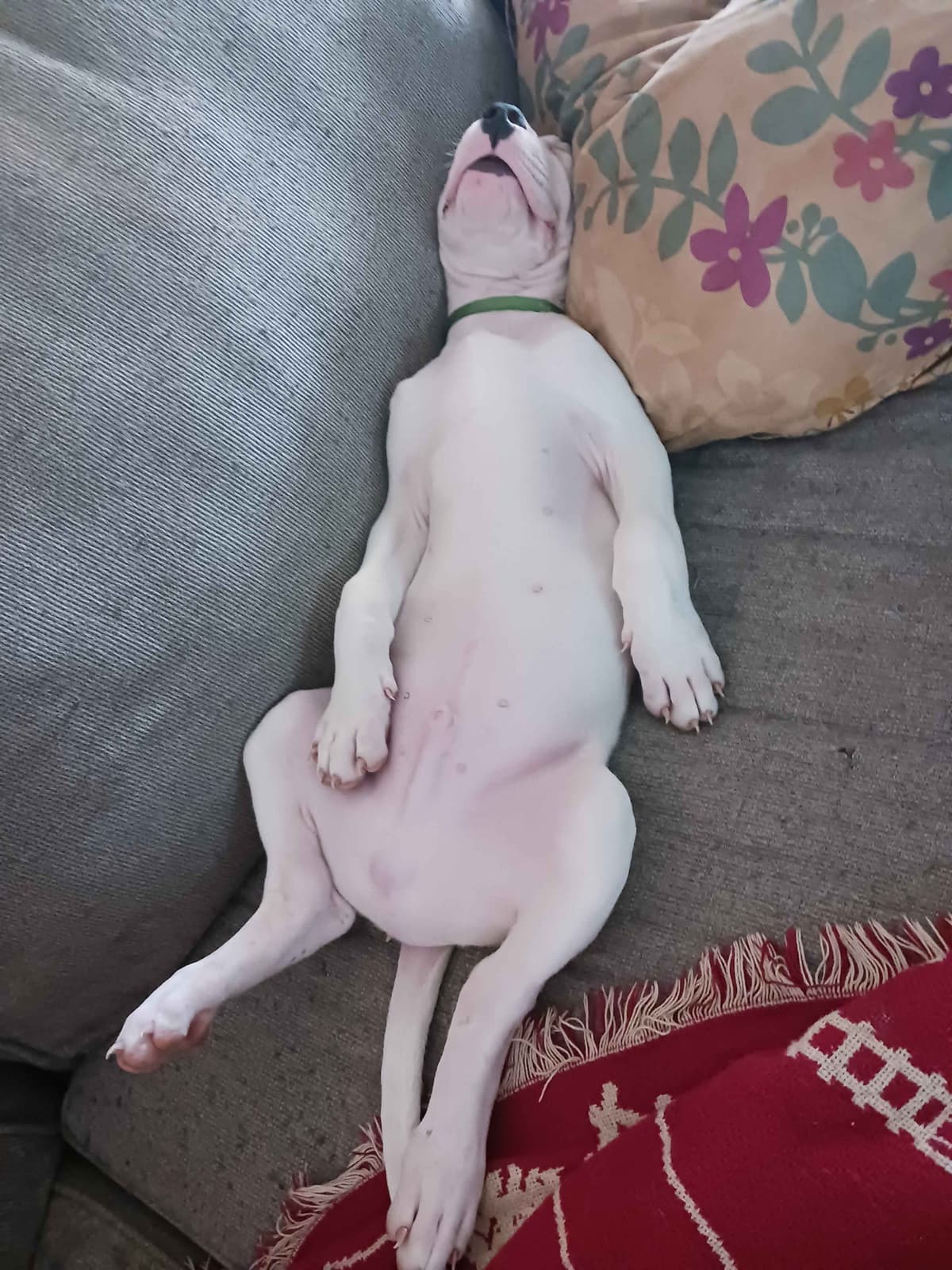 Dogo Argentino Puppies-Top Bloodlines, call 386-753-8889 breeder image 13